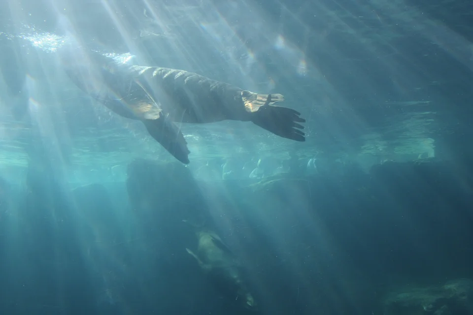 Aquarium11.jpg