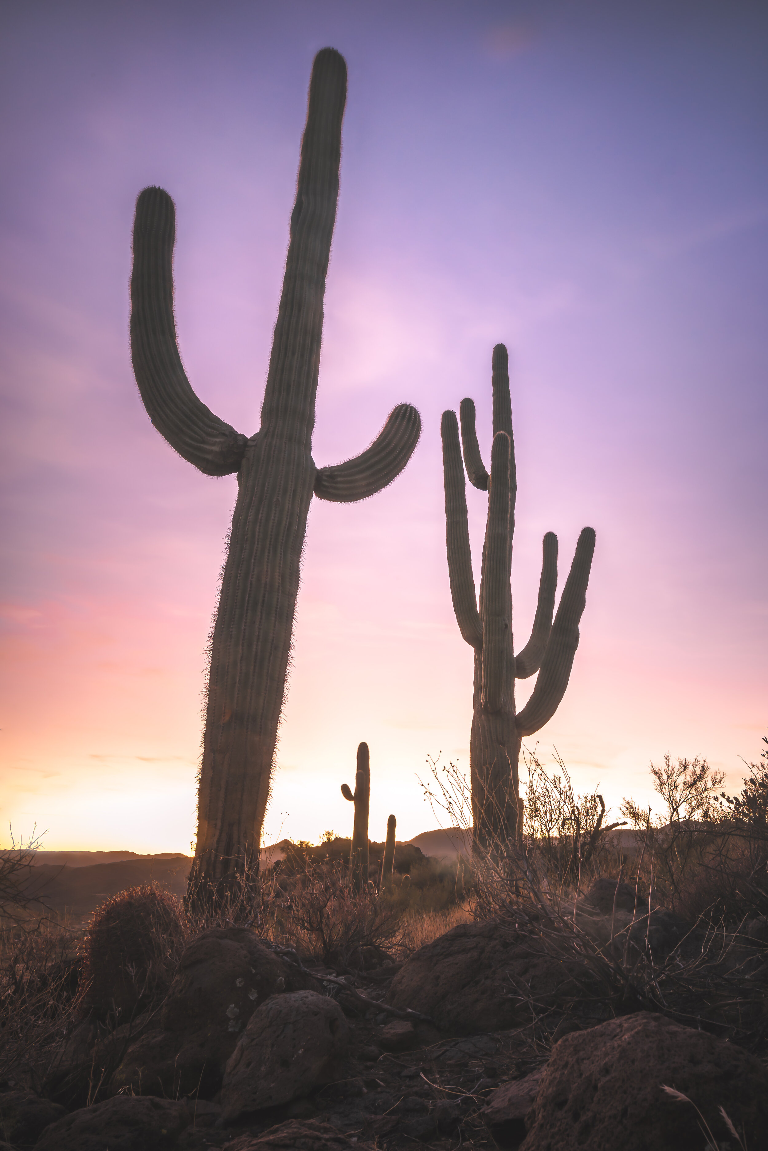 Saguaro cactus. Arizona 