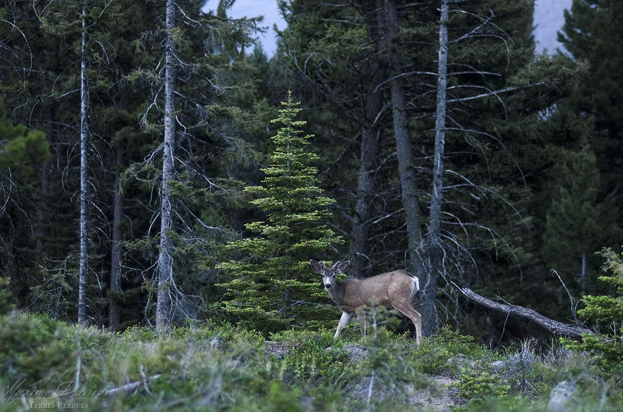 _DSC6841.jpg