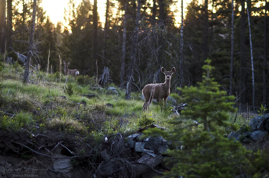 _DSC6854c.jpg