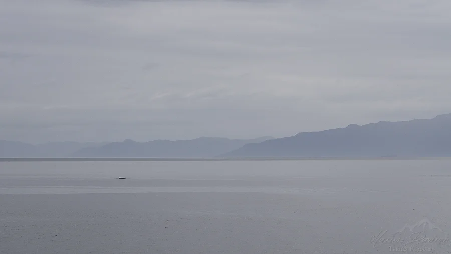 _DSC8693.jpg