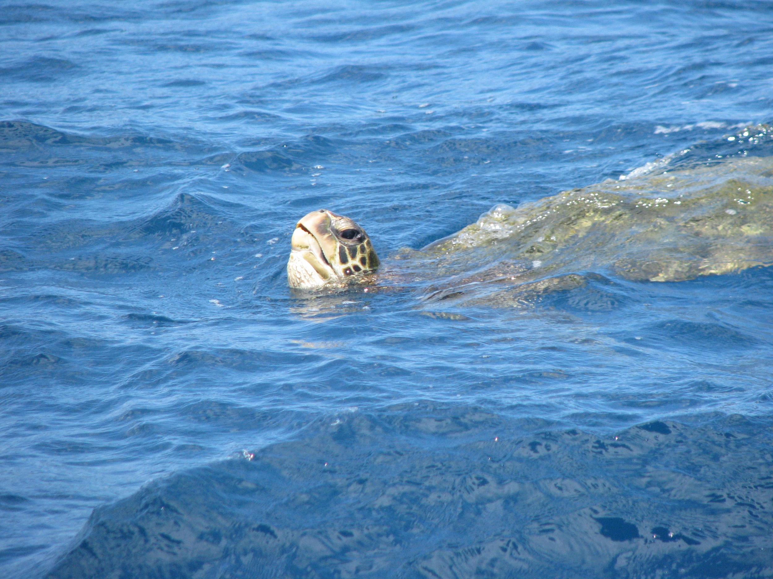 Read About Sea Turtle Cataract Surgery in NC