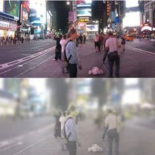 How a Cat Sees the World. 