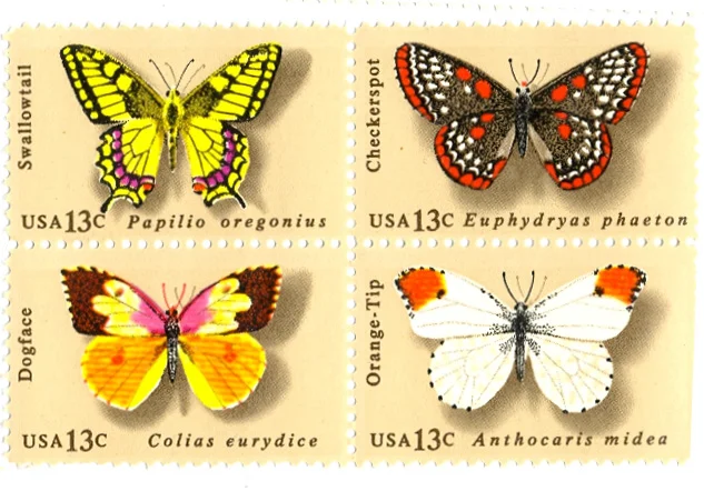 132_butterfly.jpg