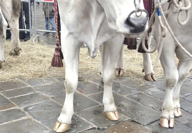 oxen_1.jpg