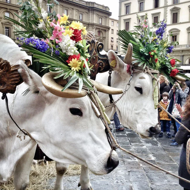 oxen_2.jpg