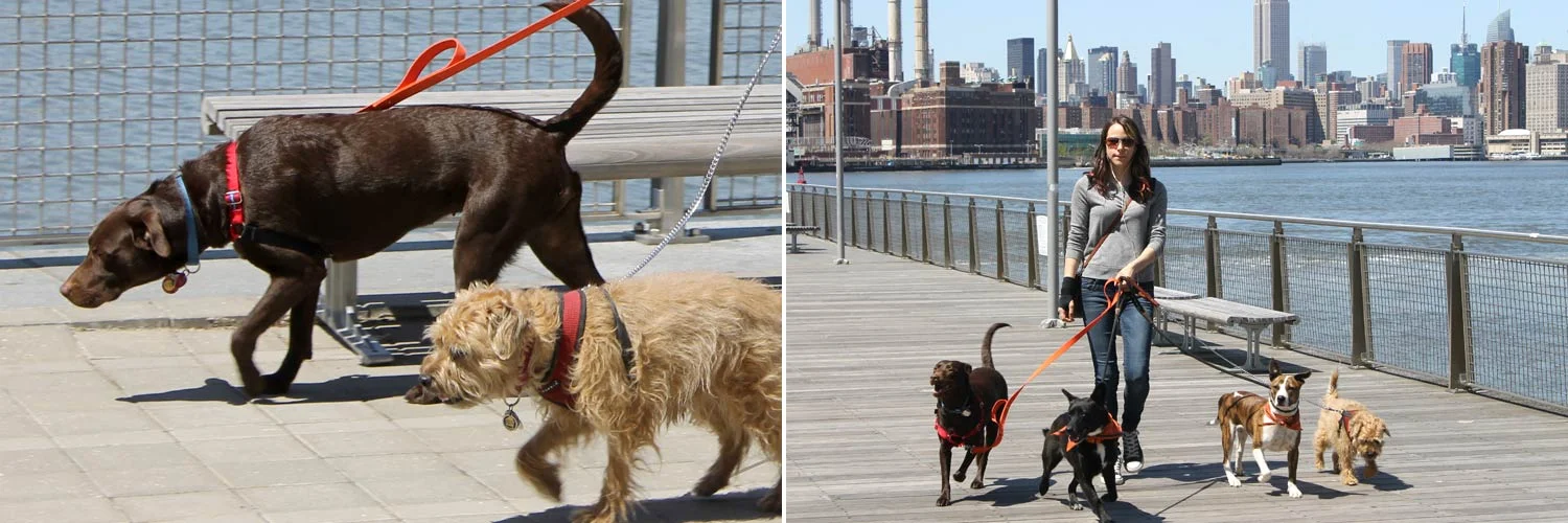 epp_hd_dogwalking.jpg