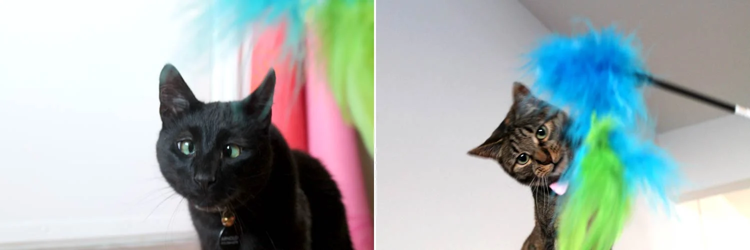 epp_hd_catsitting.jpg