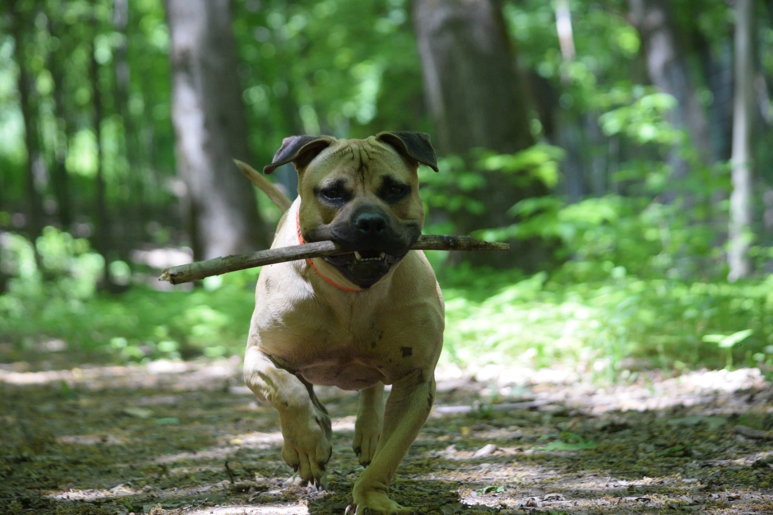 It's Ruff Without a Roof Dog Rescue