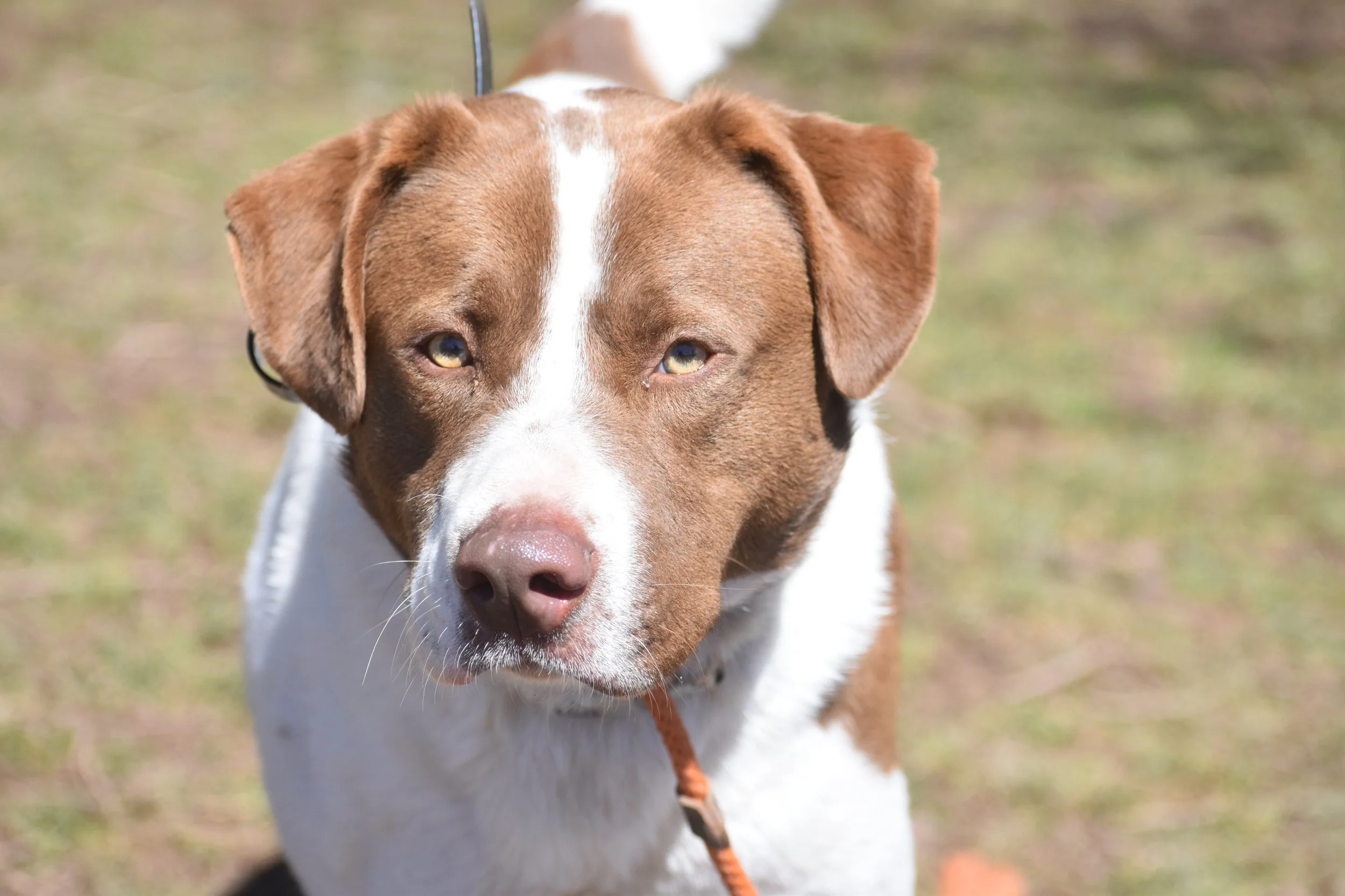 It's Ruff Without a Roof Dog Rescue
