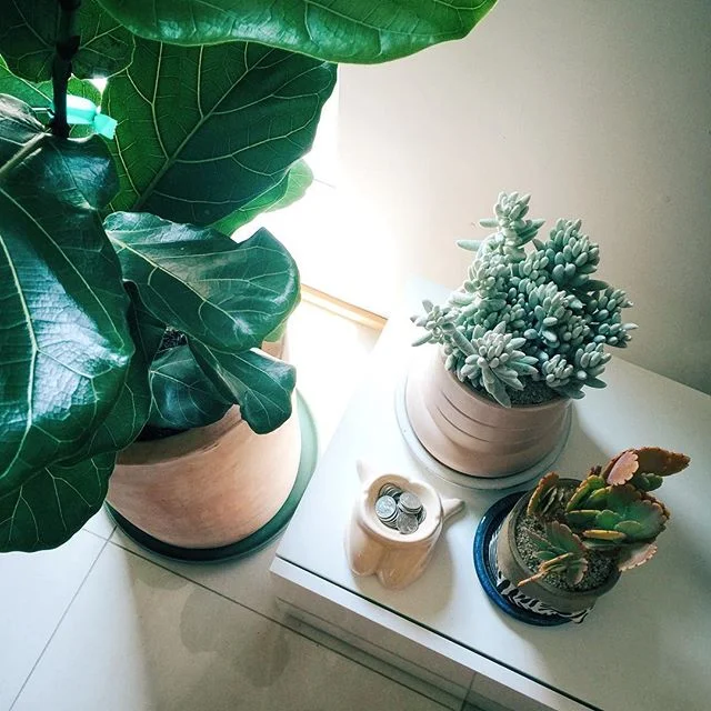 Welcome to the family 🌟✨🌟 (hope we don't kill you guys 🙆🏻)