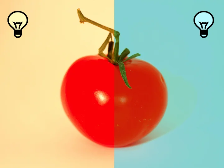 The color temperature of light can also impact how we interpret color. Here our tomato can be seen under both warm light and cool light. The tomato still appears red under both lighting conditions, but the shade of red is different.