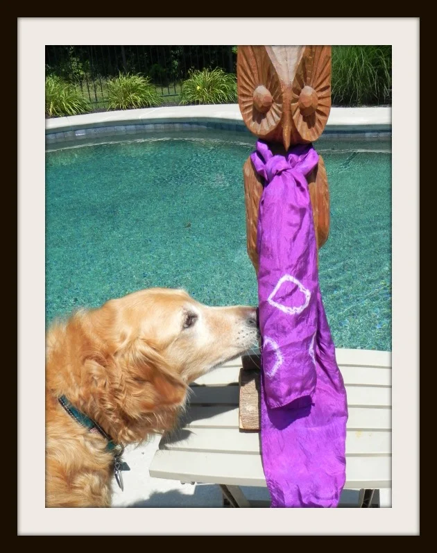 Dogs with Quilts