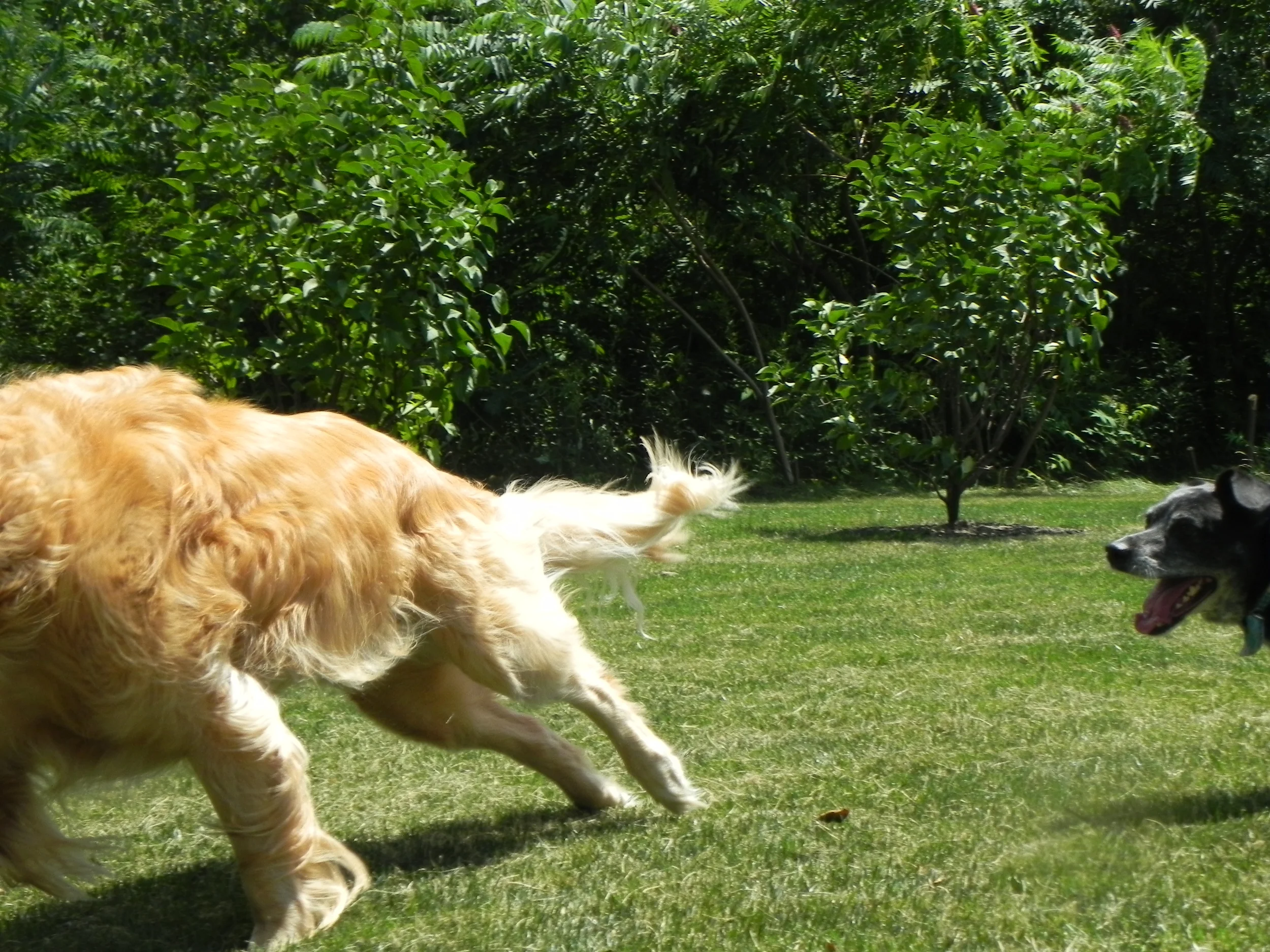 Working on panning. They were moving faster than I could, but this is an entertaining "mistake" picture. 