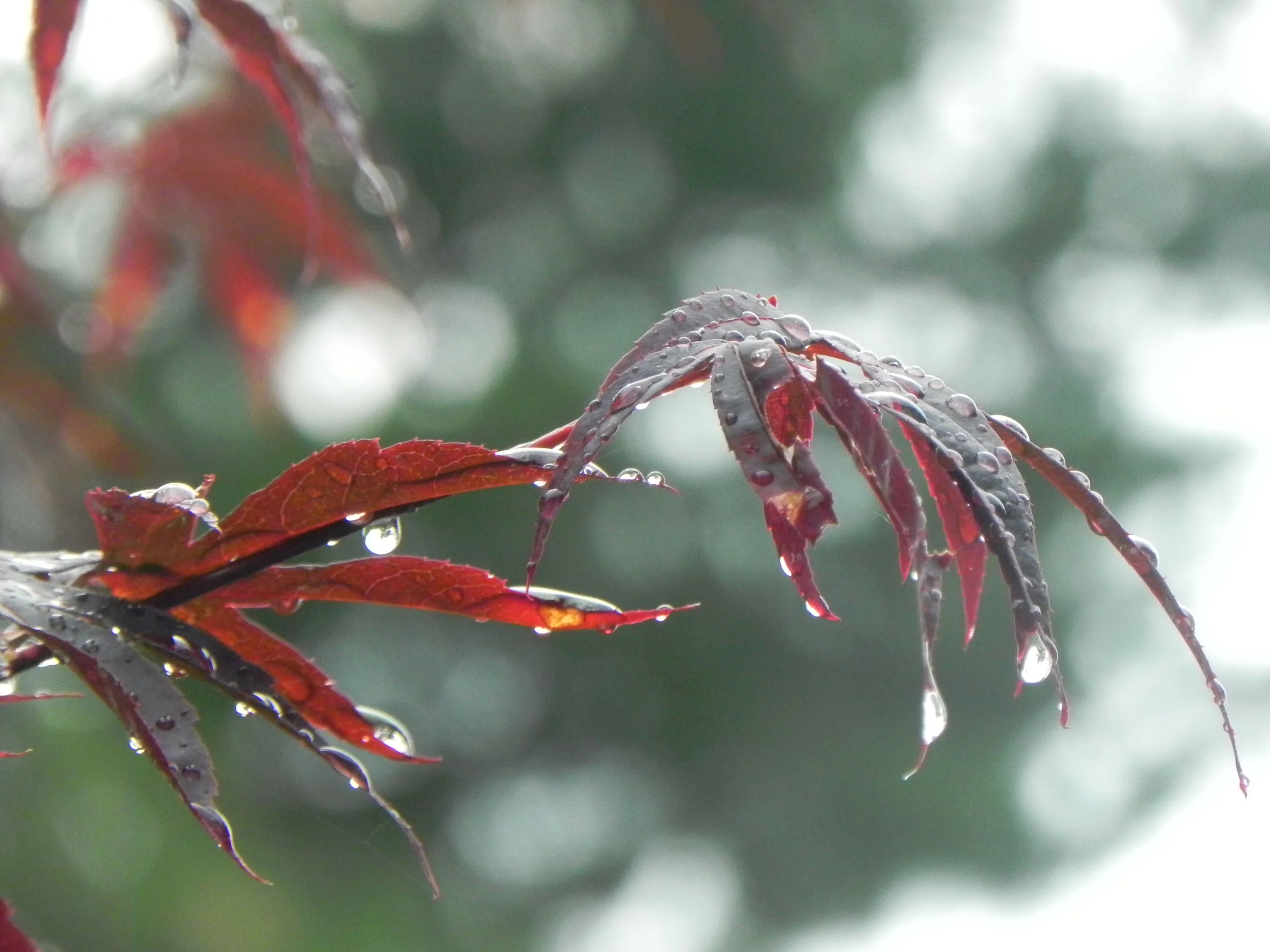 Lesson on aperture and depth of field