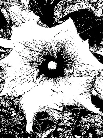 Photoshopped outline of flower