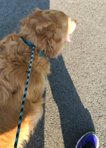 A very willing workout partner