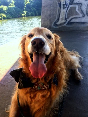 A very happy walking companion wearing his "oopsie" bag--which remained empty--and my wrist wallet with car keys and ID attached to his collar. He's happier when he's got a job.