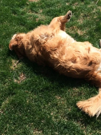 Doofus with a little spring fever