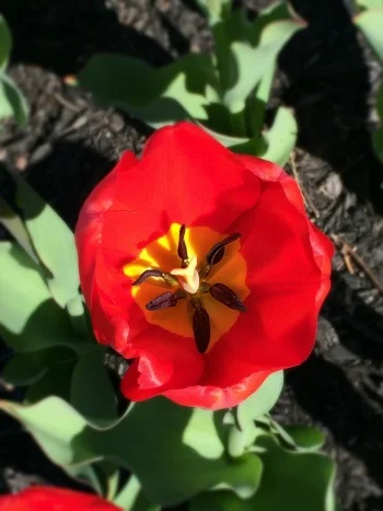 It's finally really spring! And that really does help me fight the funk.