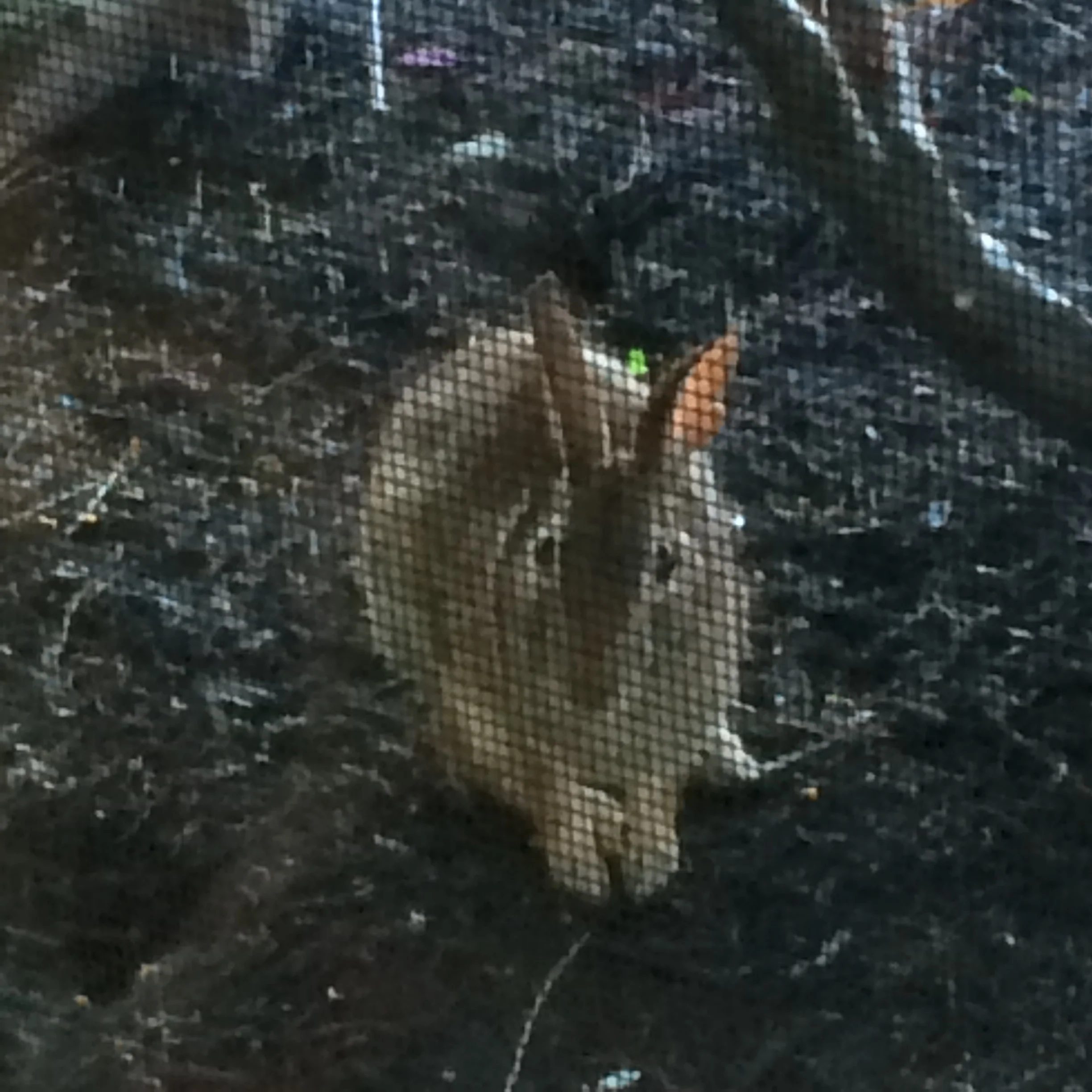 This little critter has been joining me for morning coffee every morning this week. (Taken through my living room window. The dogs have, so far, remained oblivious.)
