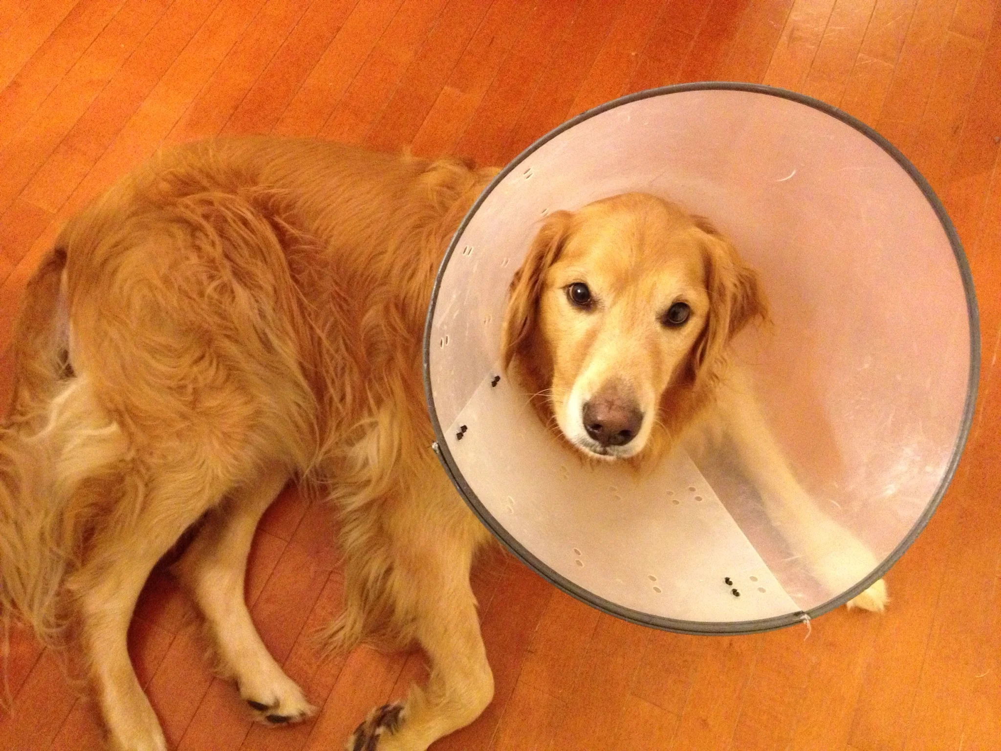 Sammy's last experience with the Cone of Shame. He tends to run into walls with it.