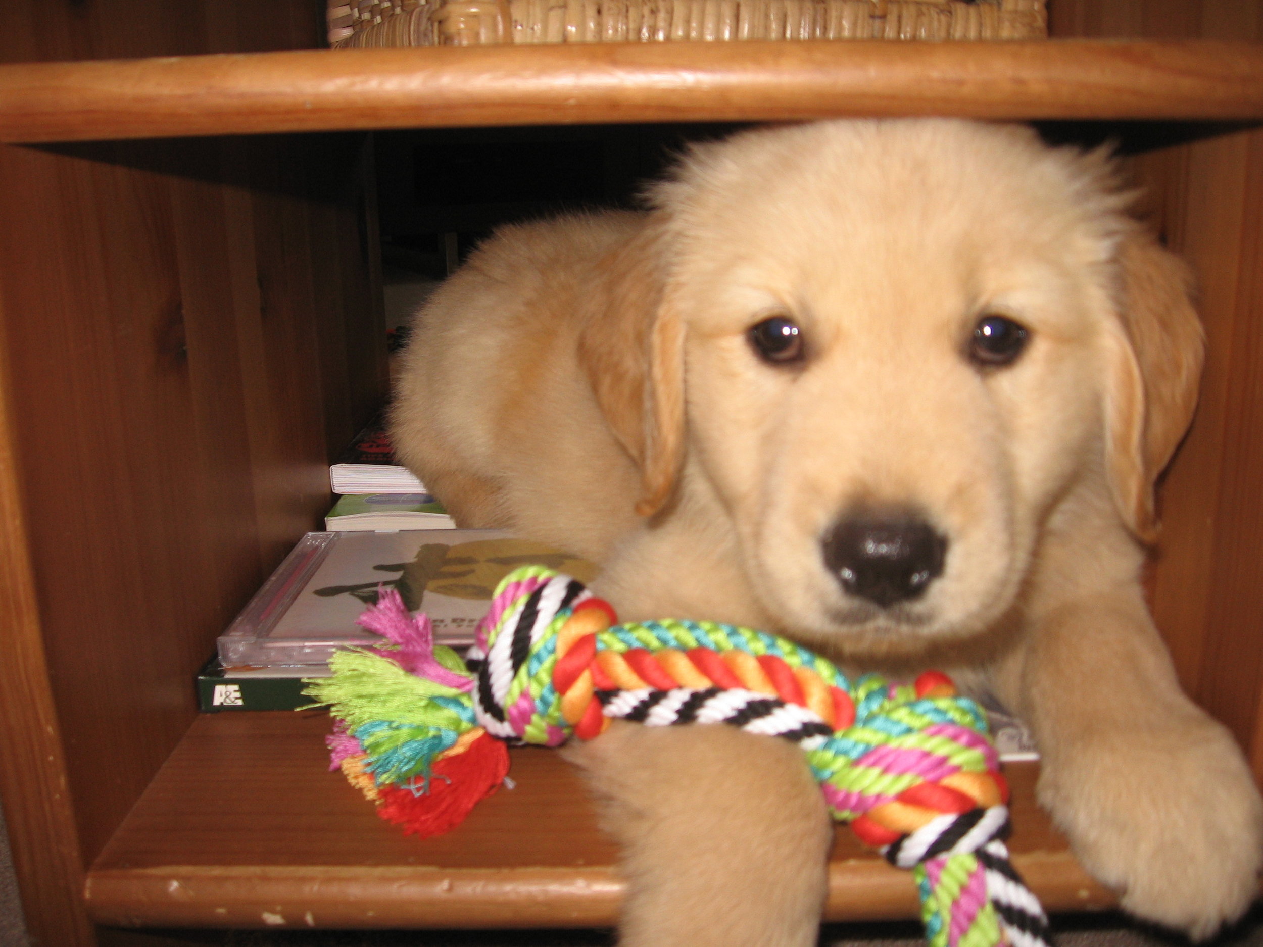  Puppy Sam loved to sit in the cubbyhole of our old coffee table. 