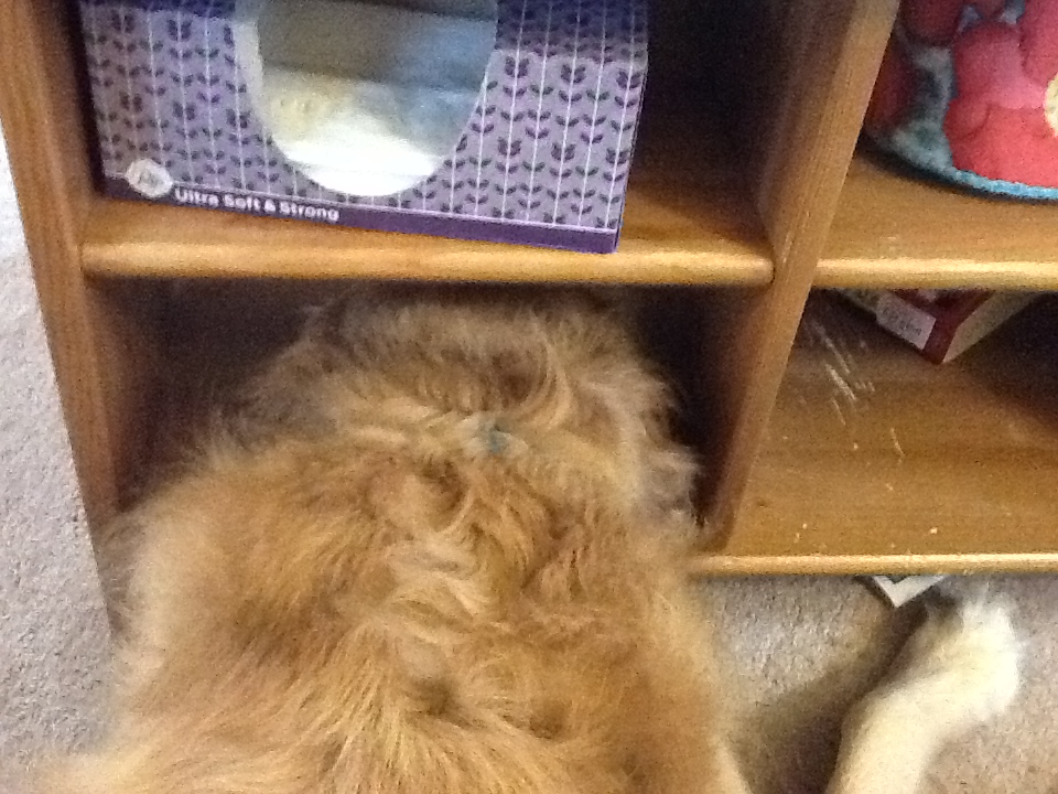  Adult Sam could only fit his head in that same cubbyhole. 