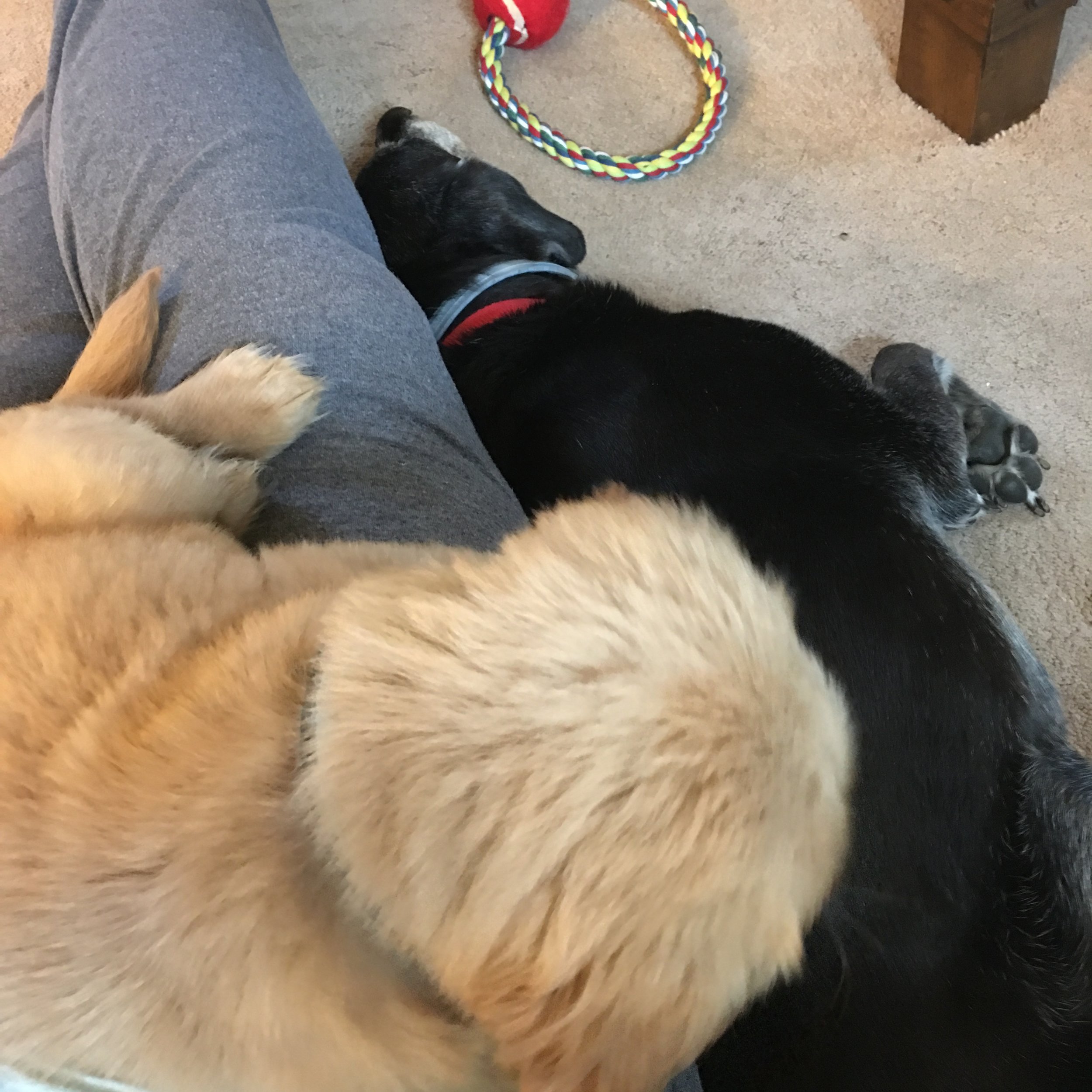  I spend my morning covered in dog. 