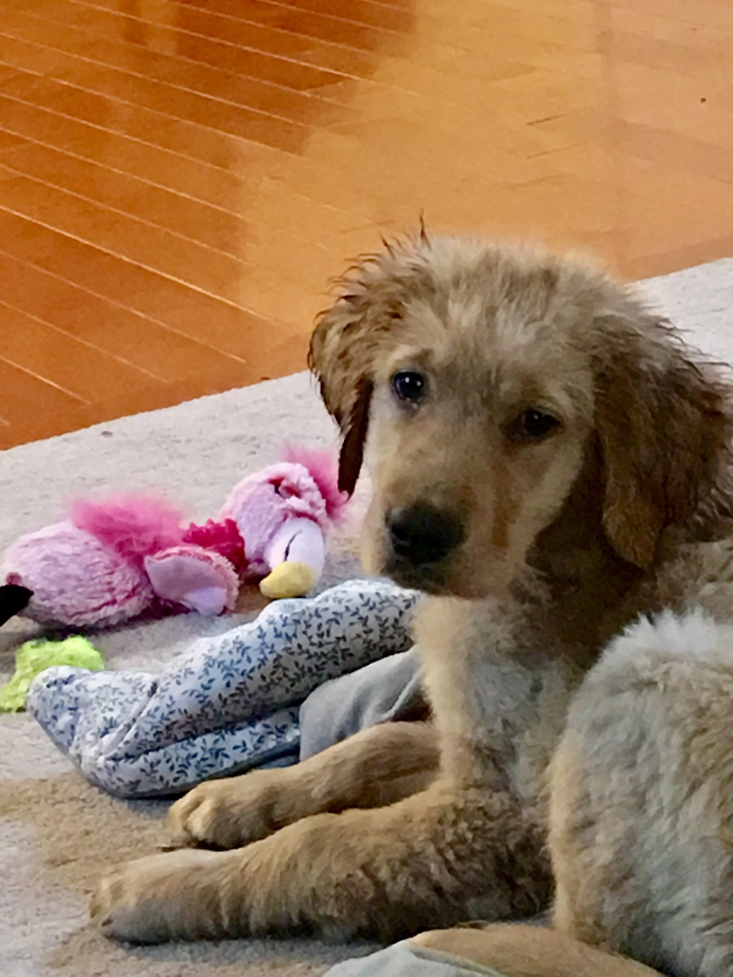 Puppy Mayhem Personified