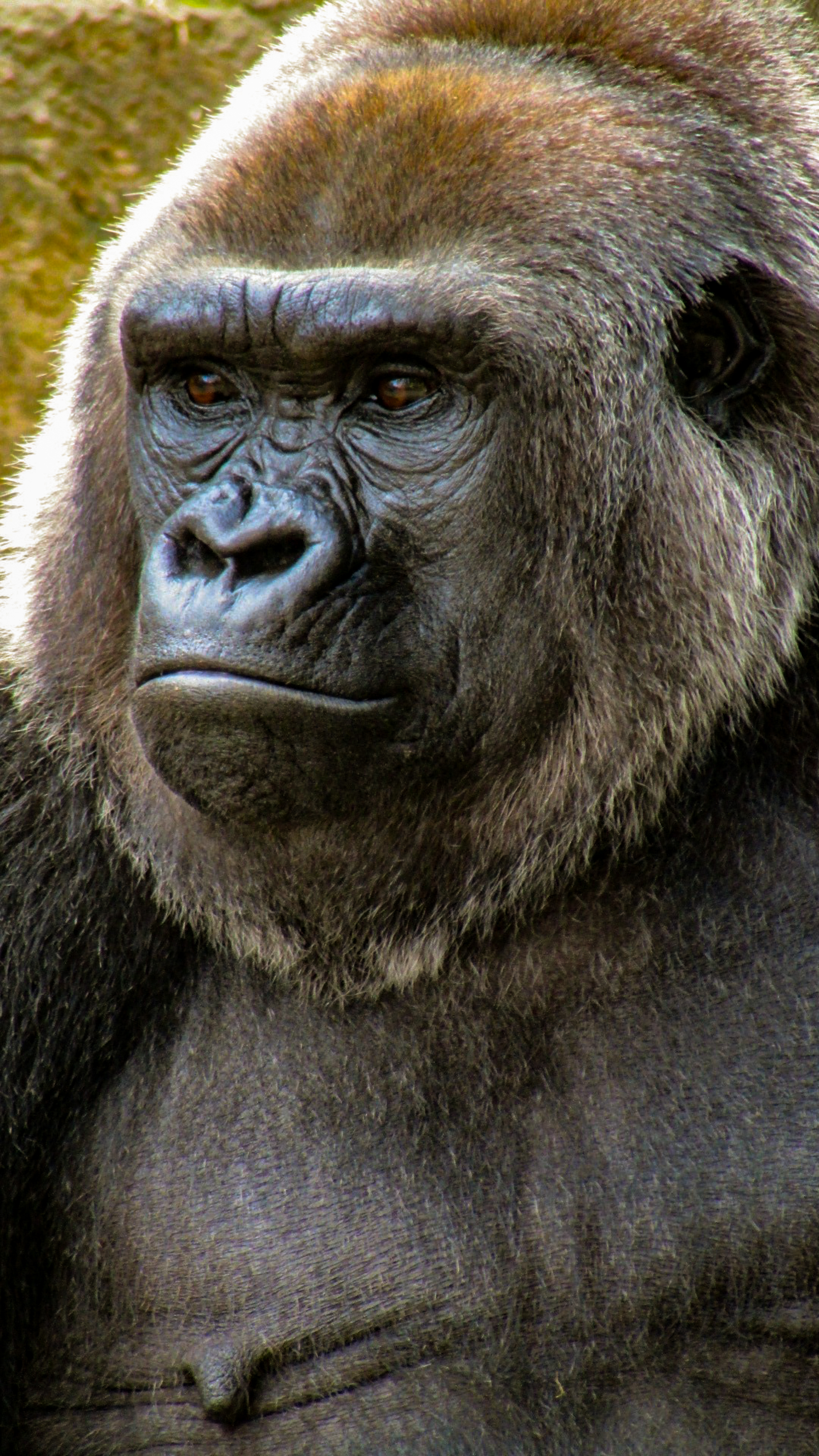 Don’t Spank the Gorilla