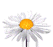 daisyplant.gif