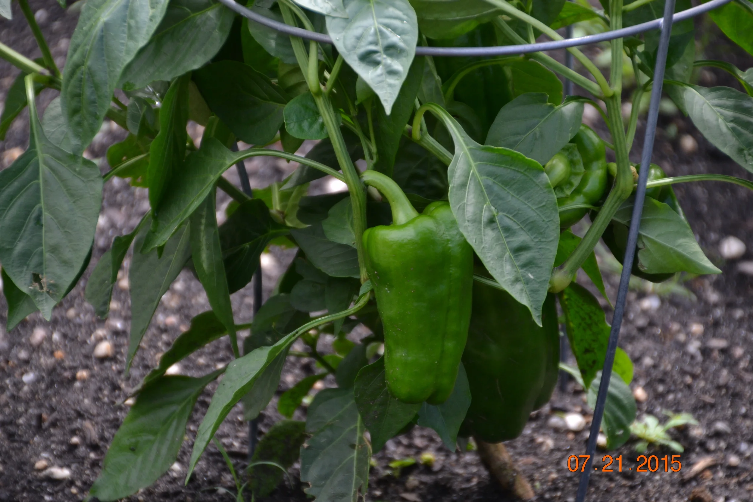 Delicious bell peppers from Wyandanch!