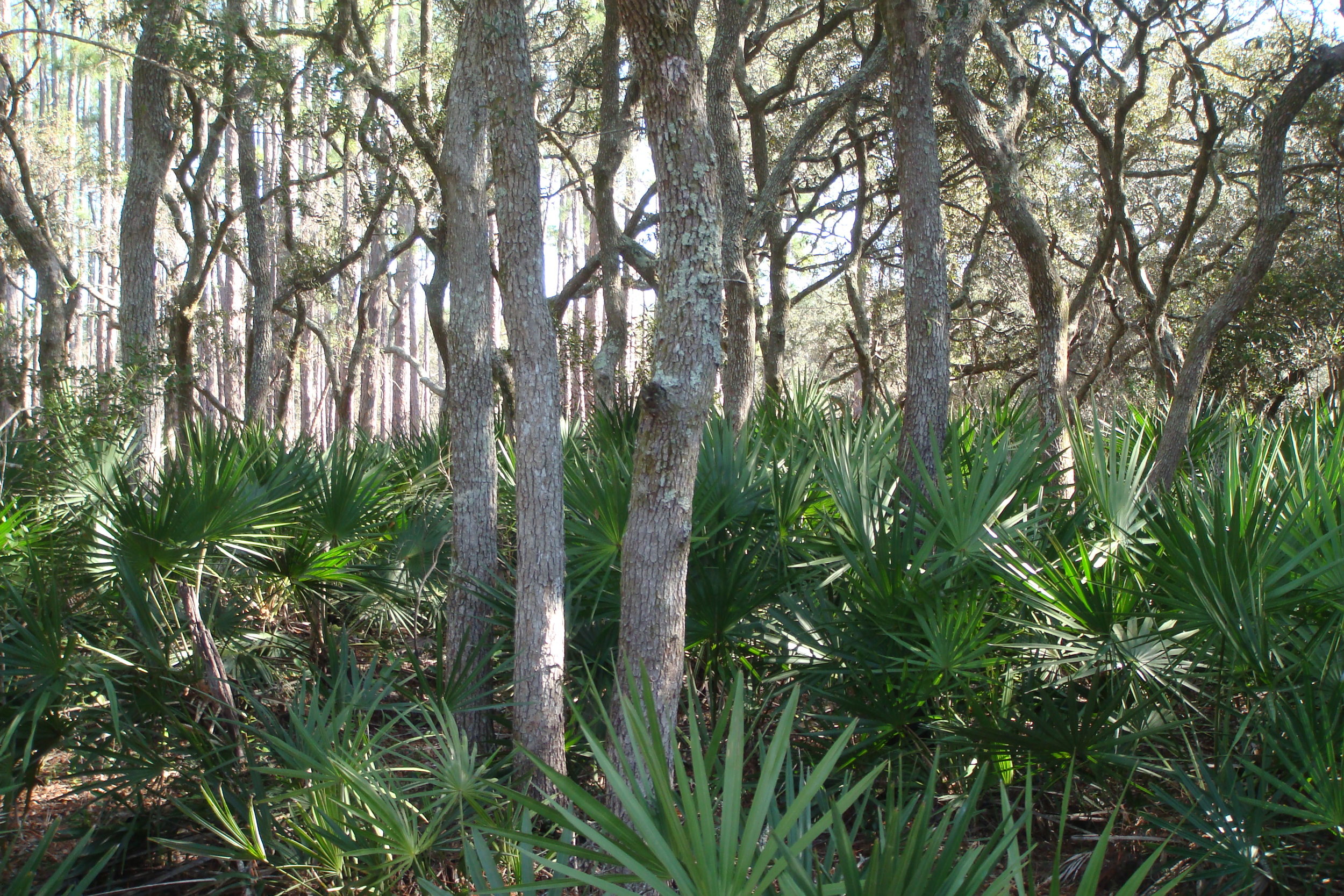 Sections of the Ocala Trail feature oaks with a dramatic understory of saw palmetto.