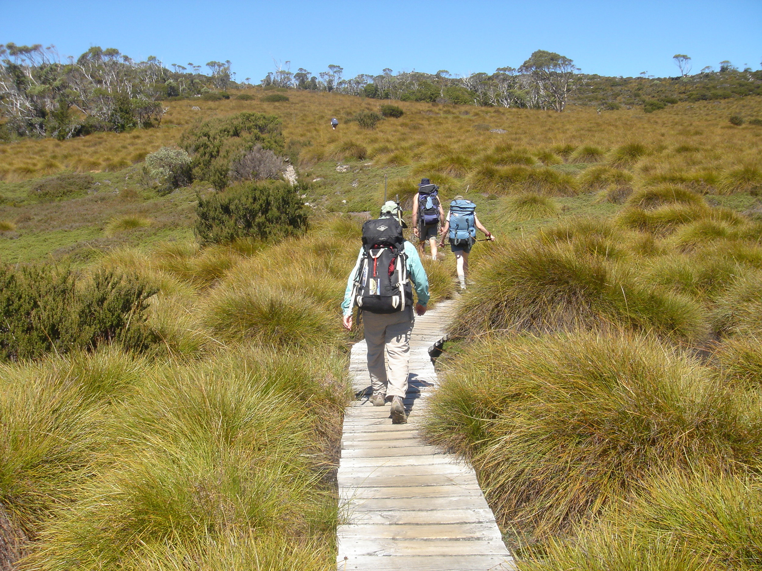 Portions of the Overland Track pass through extensive meadows of distinctive button grass.