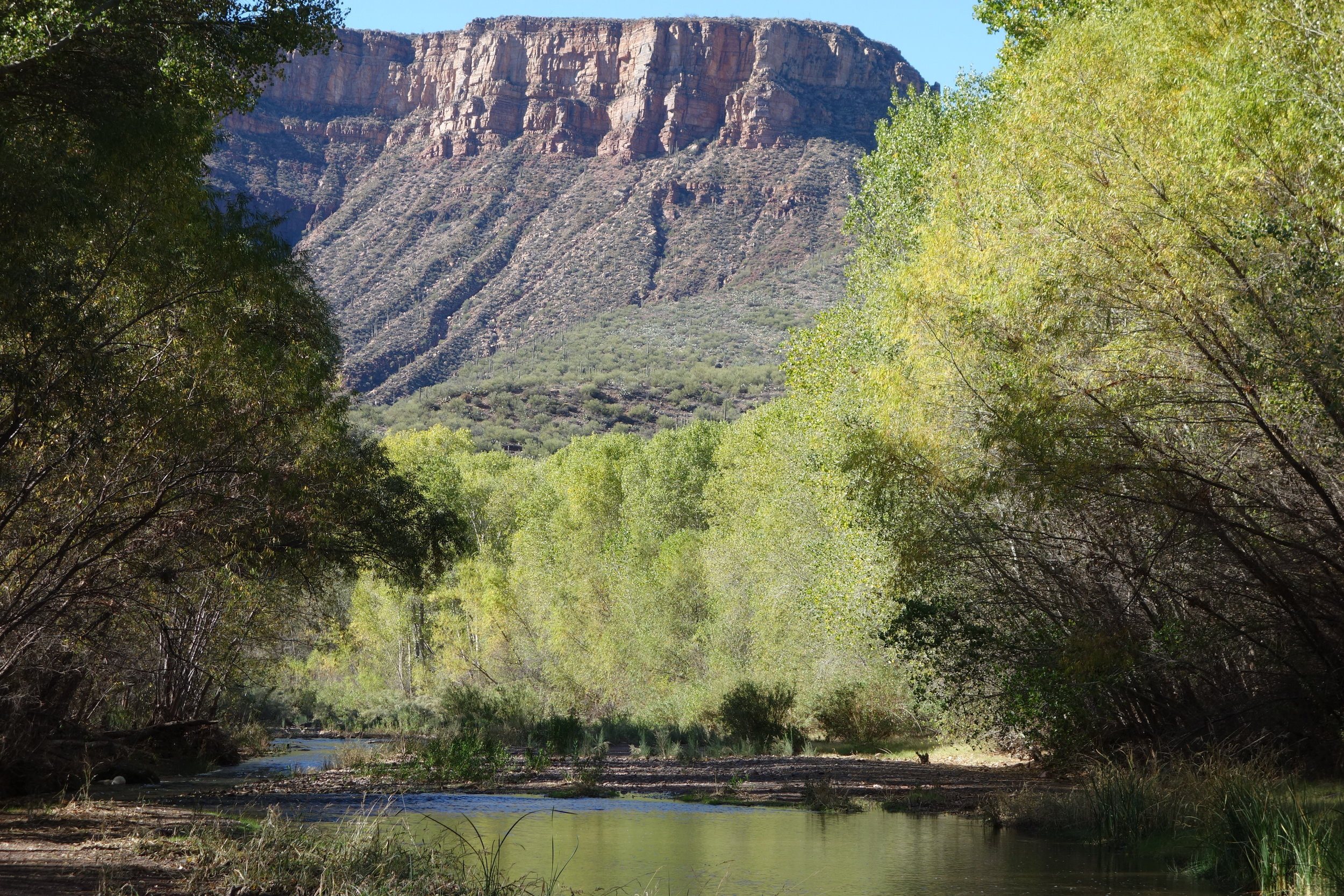 In the canyon, the creek is lined with mature cottonwood, sycamore, and willow trees, offering shade and shelter.