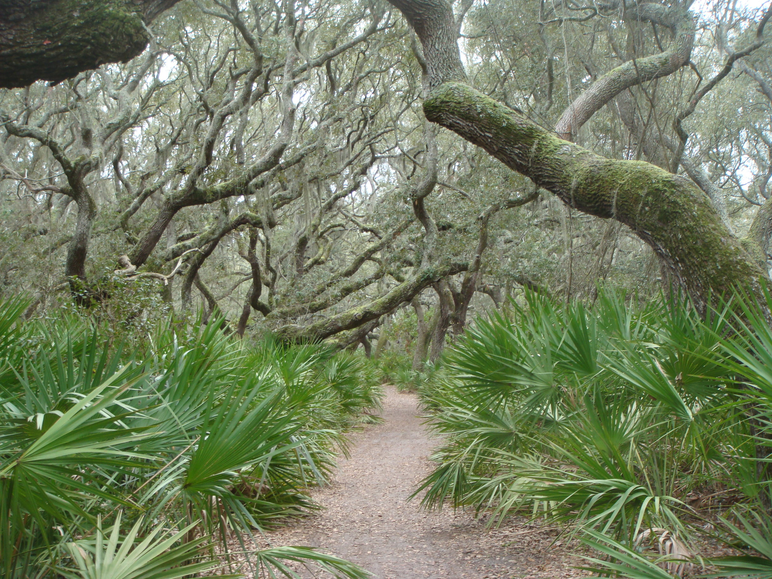 Cumberland Island includes 10,000 acres of wilderness offering many hiking opportunities.