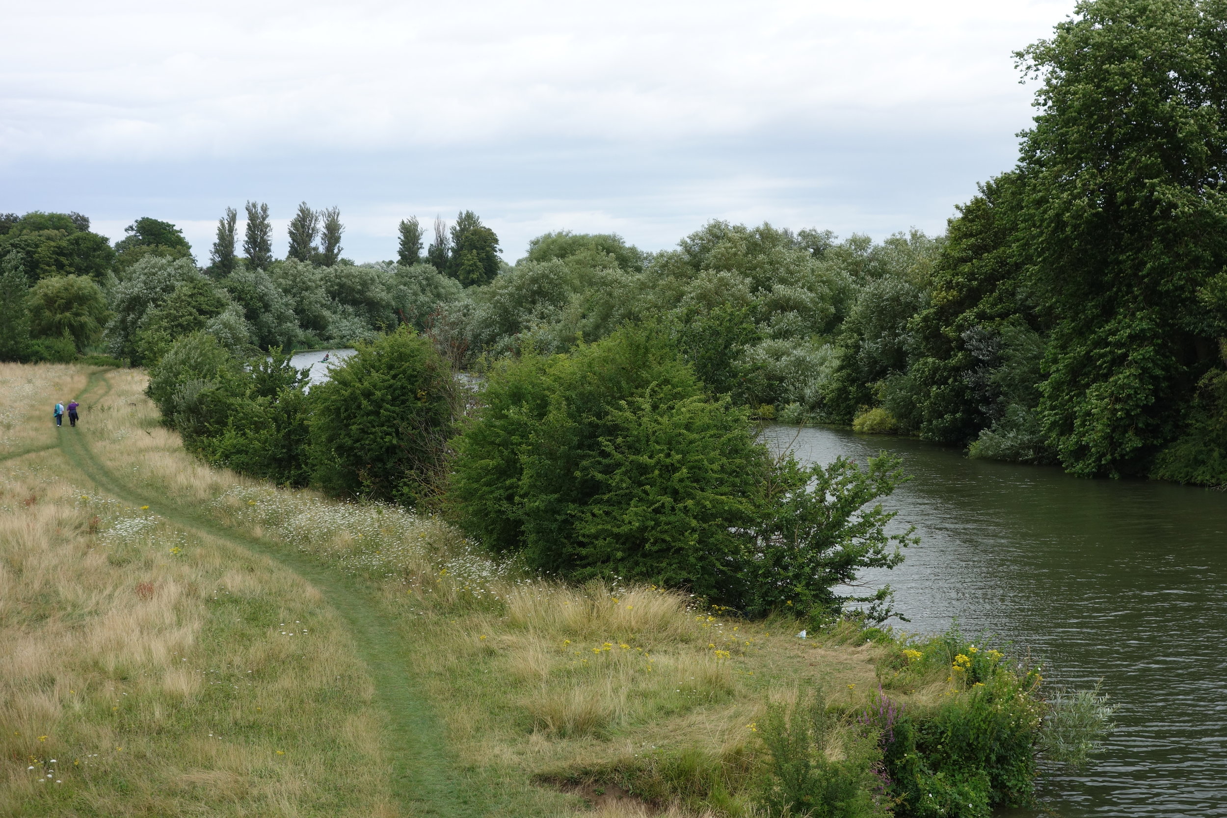 Much of the Thames Path skirts agricultural land hard on the river shore.