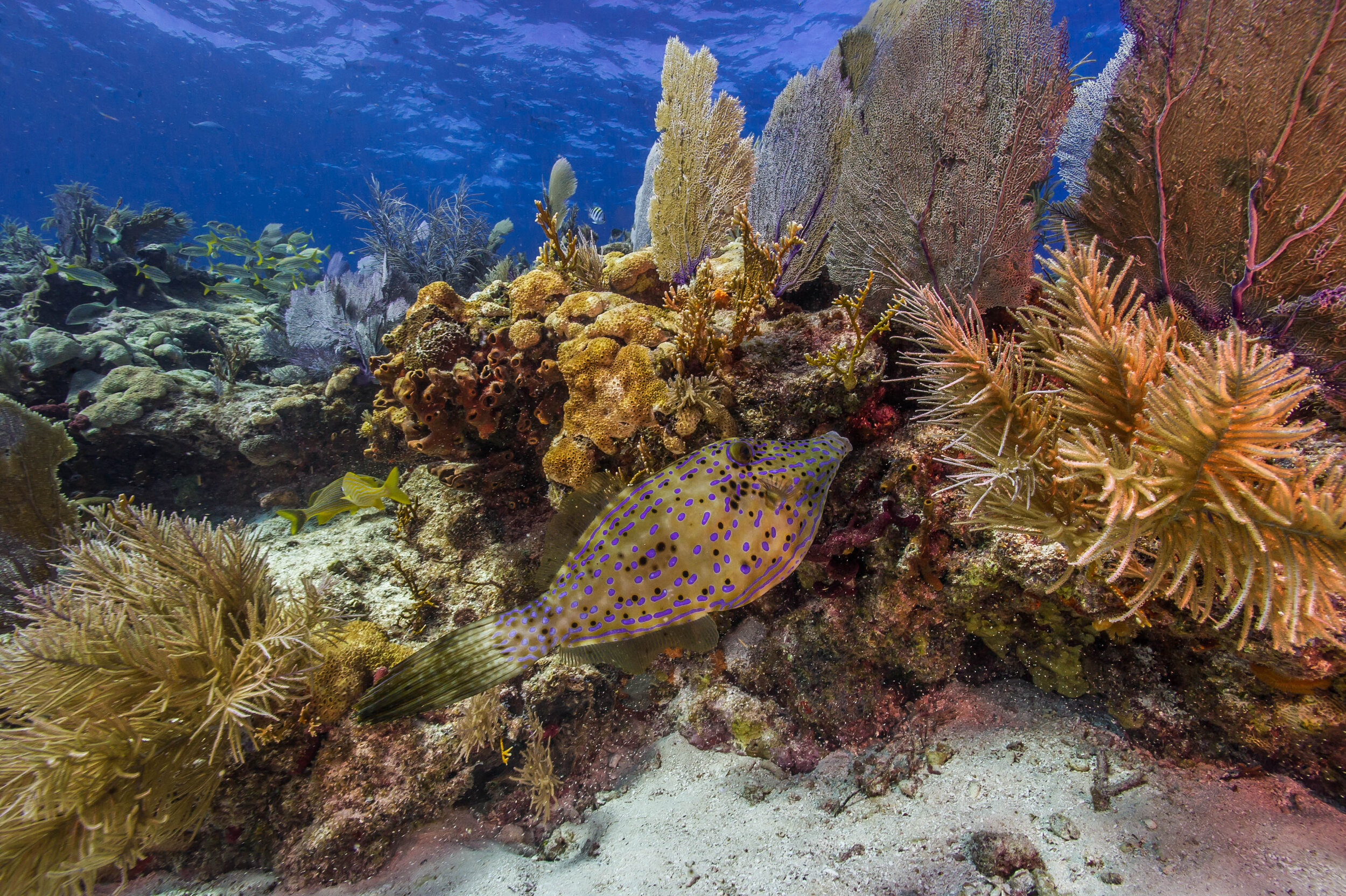The extensive coral reefs of Biscayne National Park are a big attraction for park visitors. 