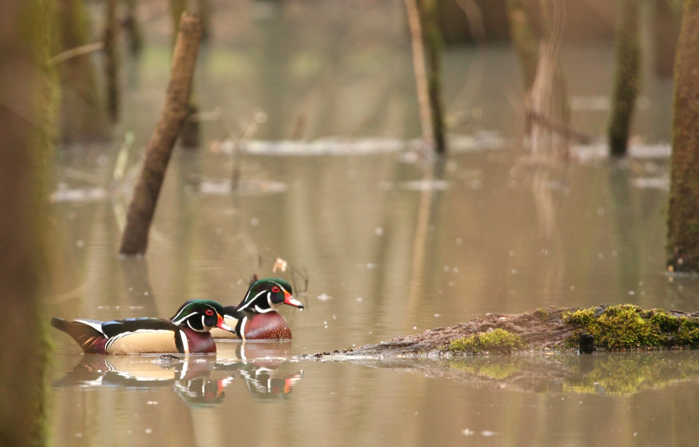 Striking wood ducks are frequently seen in Congaree.