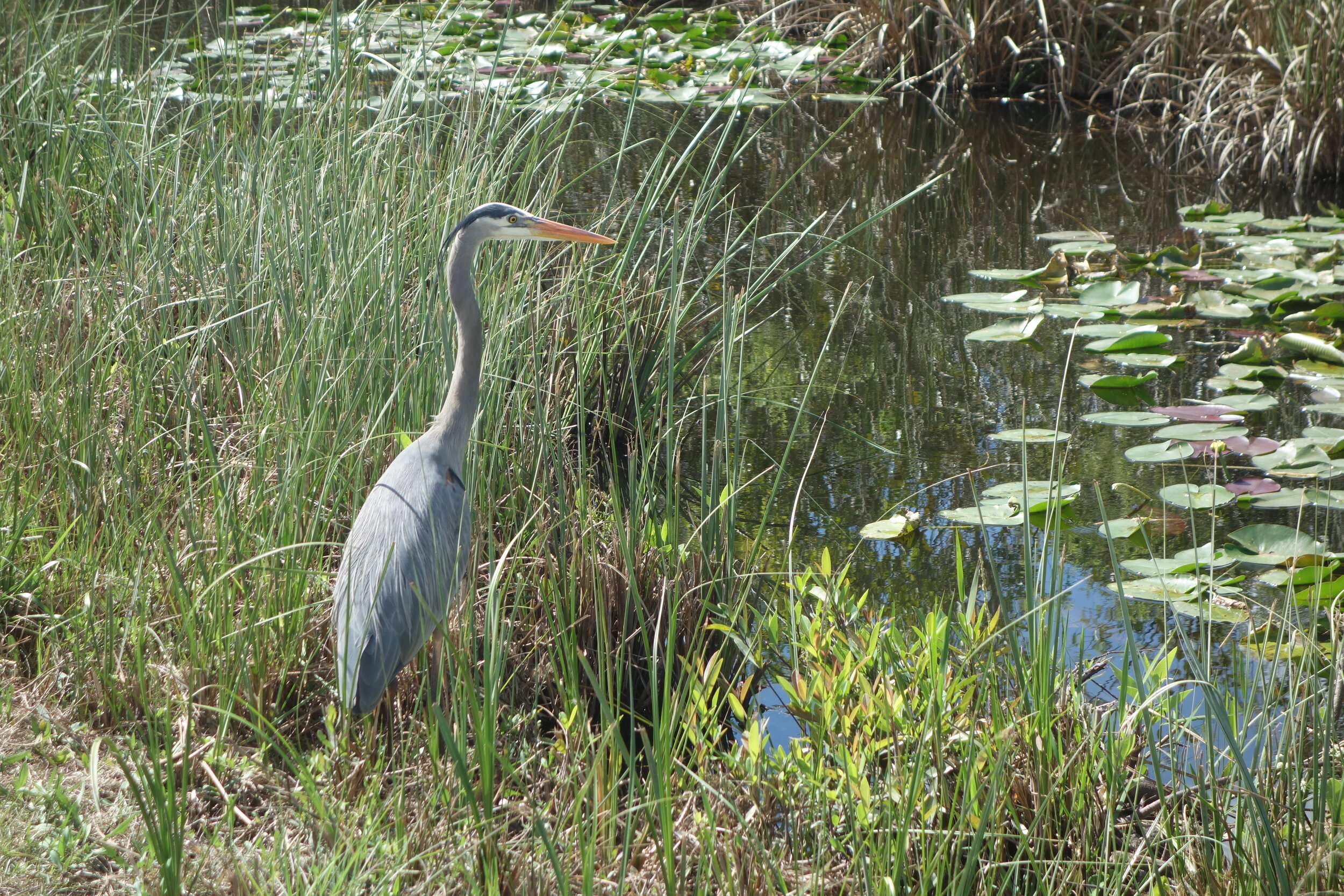 A great blue heron hunts in the Everglades’ vast wetlands.