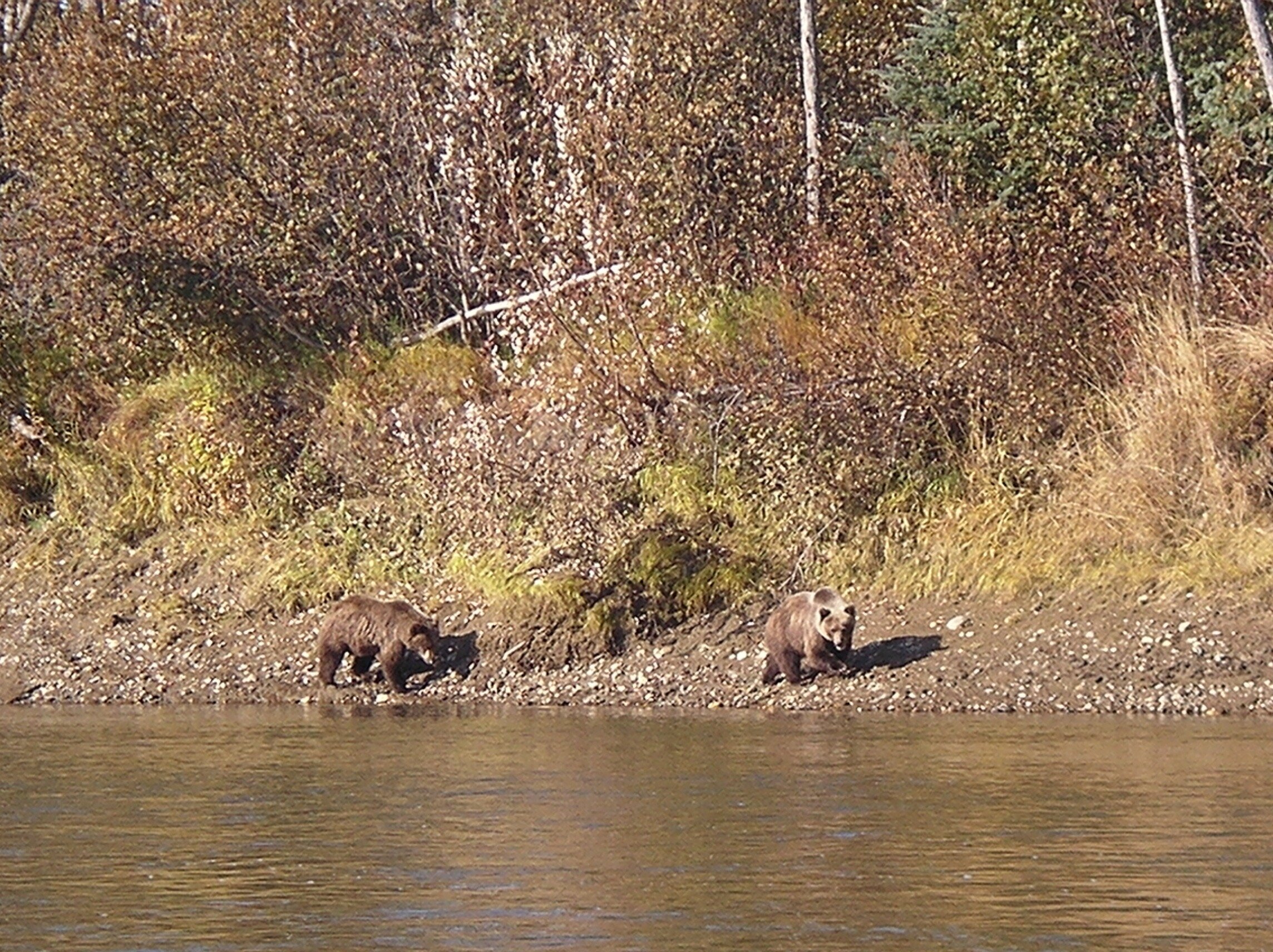 Two grizzly bears walk along the Kobuk River in an early fall snow.
