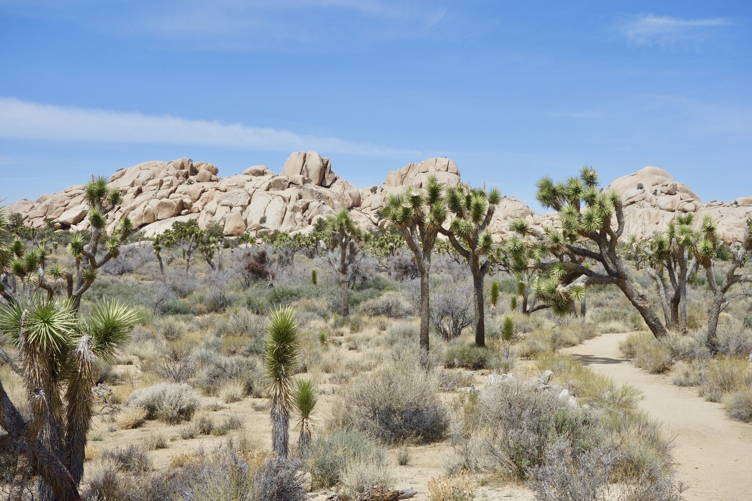THE PARK’S NAMESAKE JOSHUA TREES ARE FOUND IN GREAT FORESTs IN THE MOJAVE DESERT SEGMENT OF THE PARK.