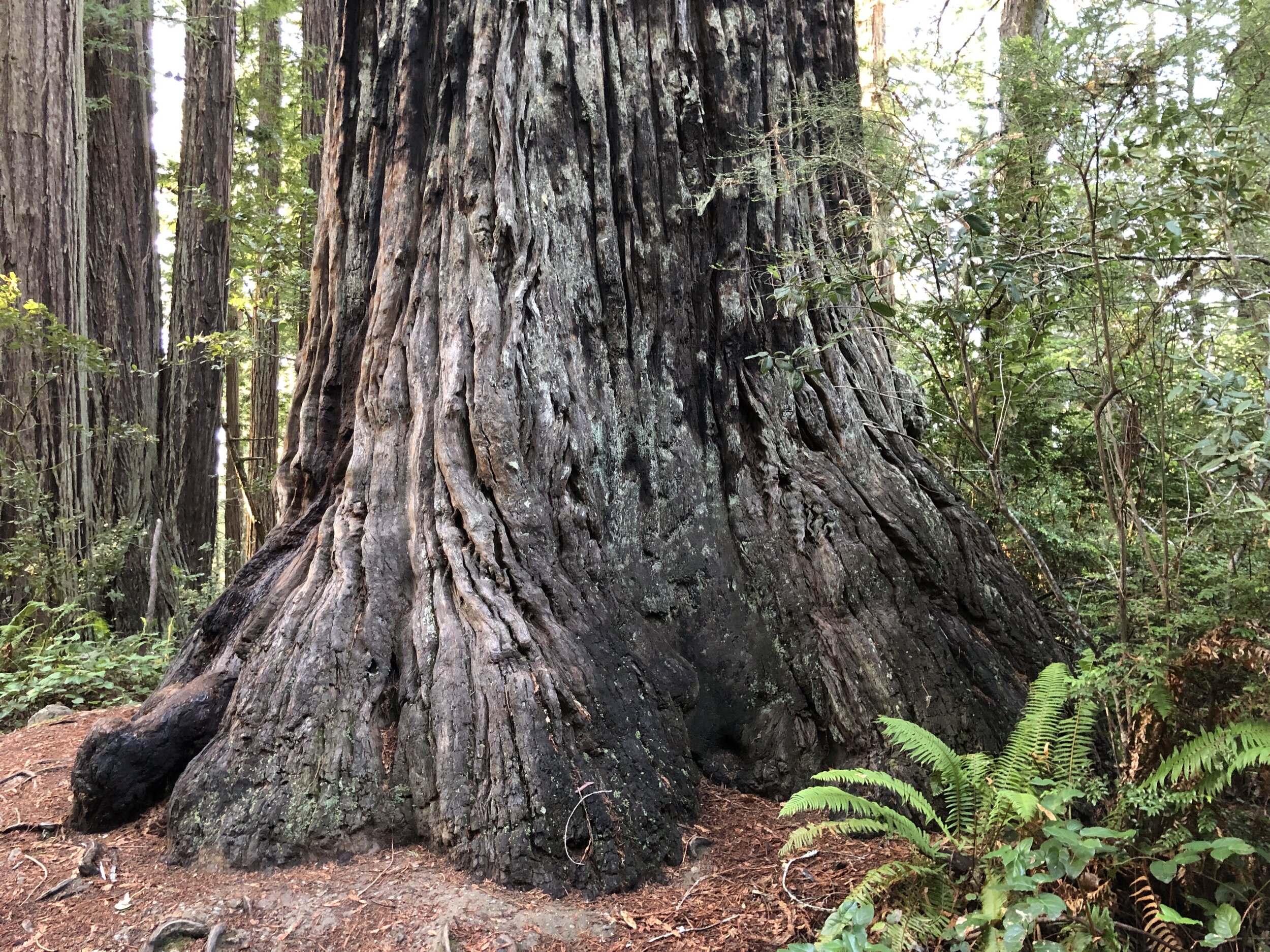 Some of these redwoods have been growing here for more than 2,000 years.
