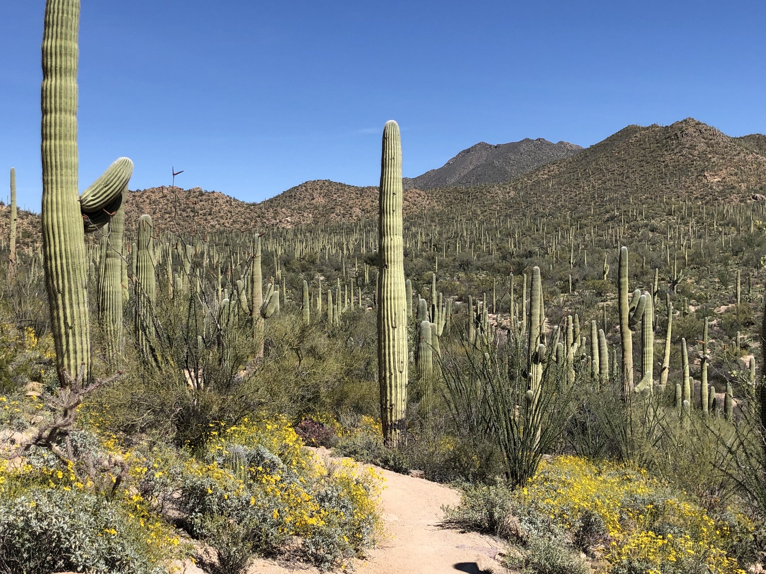 Spring offers lovely walks through Saguaro National Park’s Cactus Forest.