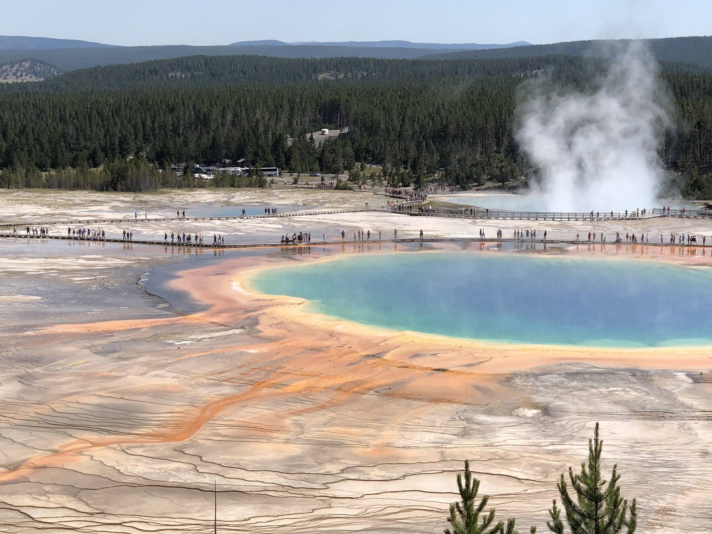 Grand Prismatic Spring is just one of the dramatic thermal features of Yellowstone.  Here the bright colors are caused by a variety of algae and bacteria adapted to extremely high temperatures.