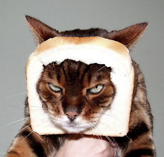 cat1.jpg