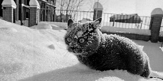 "Catnip, So much catnip.."