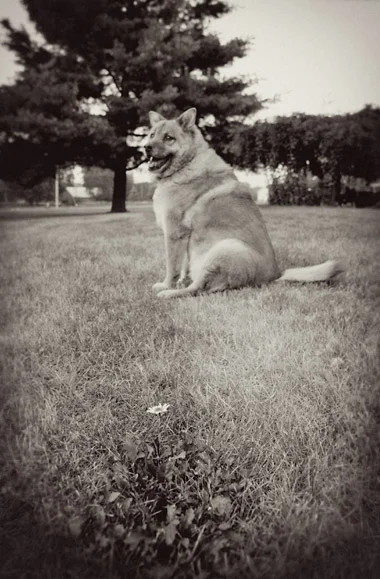 yoda