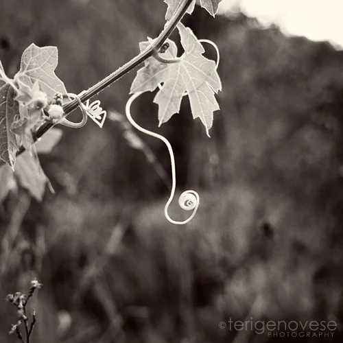 fine art by teri genovese